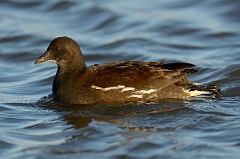 David Plant Photography - Wildlife Photography - Moorhen - P